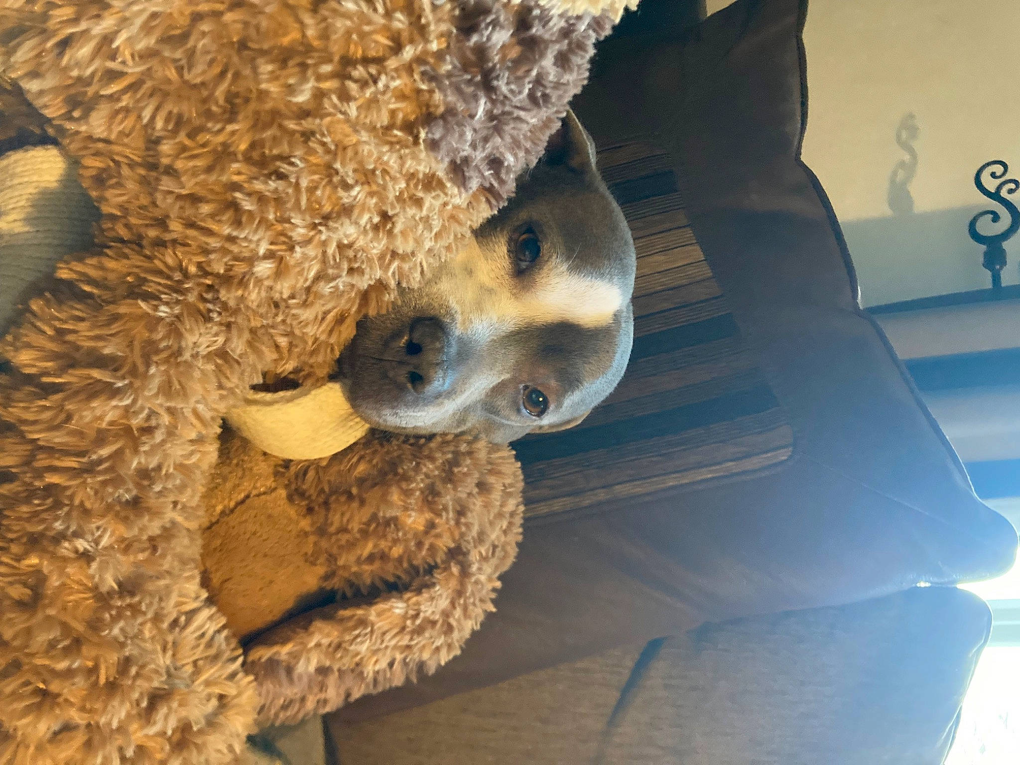 Skye is registered to the contest to win money with this photo: automotive_exterior, automotive_tire, carnivore, door, fawn, formation, fur, recreation, rock, rope_rhythmic_gymnastics, snout, sporting_group, stuffed_toy, terrestrial_animal, tints_and_shades, toy, tree, trunk, wildlife, wood