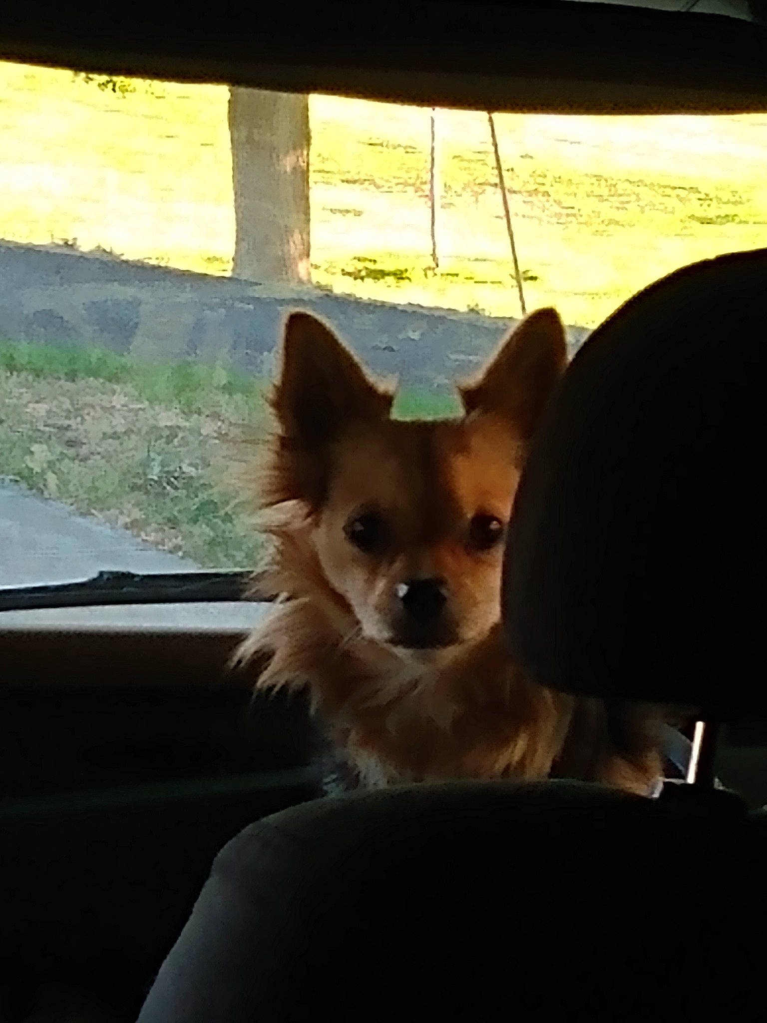 Thor is registered to the contest to win money with this photo: canidae, carnivore, chihuahua, companion_dog, dog, dog_breed, dog_supply, door, fawn, fur, plant, snout, sporting_group, tail, tints_and_shades, toy_dog, whiskers, window, windshield, working_animal