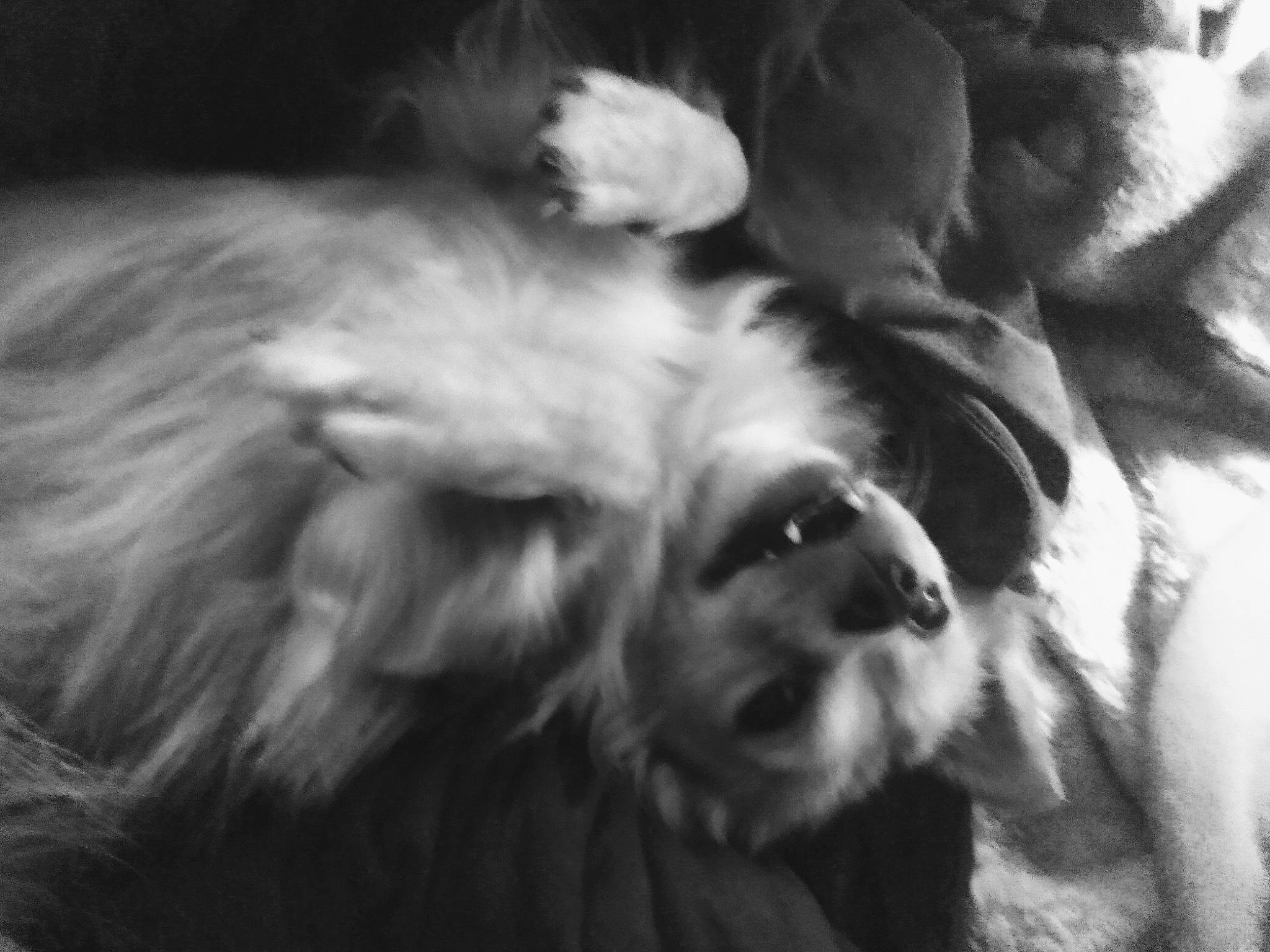 Thor joined the competition — help win amazing prizes! canidae, carnivore, companion_dog, darkness, dog, dog_breed, ear, felidae, fur, monochrome, monochrome_photography, nap, paw, small_to_medium_sized_cats, snout, sporting_group, terrier, toy_dog, whiskers, working_animal