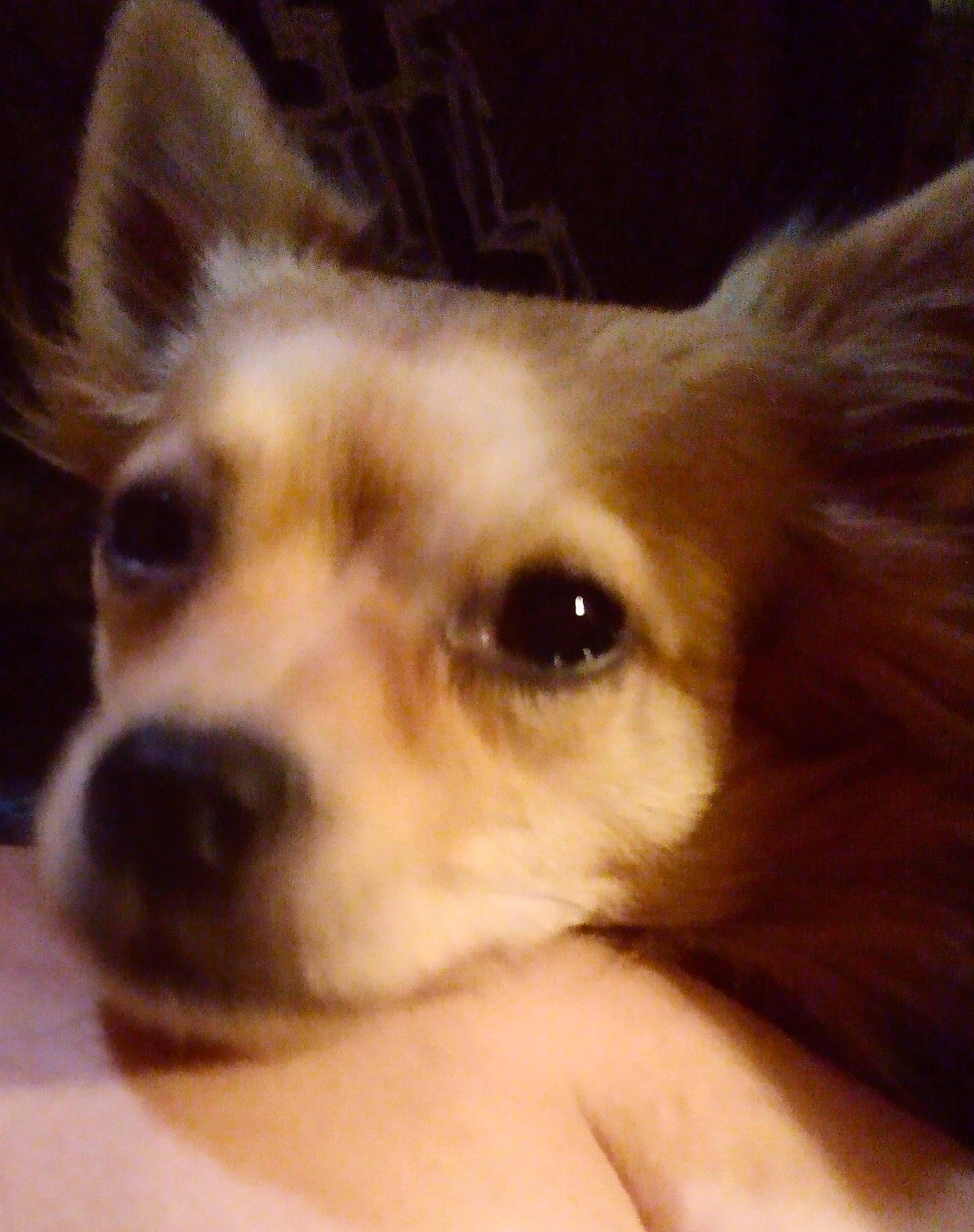 Thor is registered to the contest to win money with this photo: ancient_dog_breeds, canidae, carnivore, companion_dog, corgi_chihuahua, dog, dog_breed, ear, fawn, fur, non_sporting_group, paw, pomeranian, puppy_love, sporting_group, terrestrial_animal, toy_dog, whiskers, working_animal