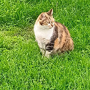 Pandore a rejoint le concours — aidez-le/la à gagner de superbes lots ! alert, animal, calico_cat, cat, cute, daylight, domestic_cat, ears, eyes, field, fur, grass, greenery, mammal, nature, outdoor, pet, sitting, whiskers, wildlife