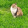 alert, animal, calico_cat, cat, cute, daylight, domestic_cat, ears, eyes, field, fur, grass, greenery, mammal, nature, outdoor, pet, sitting, whiskers, wildlife