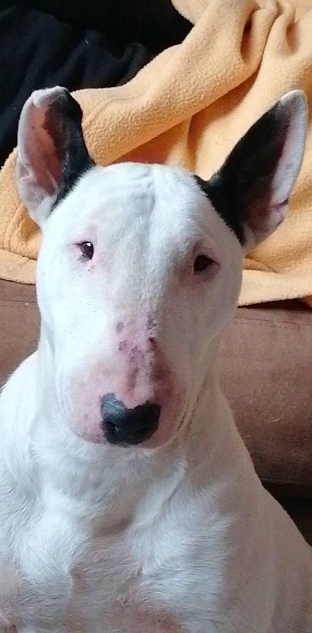 Helia a rejoint le concours — aidez-le/la à gagner de superbes lots ! ancient_dog_breeds, bull_and_terrier, bull_terrier, bull_terrier_miniature, canidae, carnivore, dog, dog_breed, english_white_terrier, gull_terr, mammal, non_sporting_group, nose, old_english_terrier, rare_breed_dog, snout, terrier, vertebrate