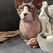 Phoebus a rejoint le concours — aidez-le/la à gagner de superbes lots ! sphynx_cat, cat, pet, hairless, ears, wrinkles, couch, blanket, indoor, animal, feline, relaxed, closeup, portrait, domestic, paw, eyes, nose, whiskers, fur_less