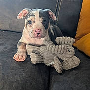 Blanca a rejoint le concours — aidez-le/la à gagner de superbes lots ! puppy, dog, couch, plush_toy, indoor, pet, animal, cute, relaxing, furniture, soft_toy, face, ears, paw, nose, toy, living_room, yellow_pillow, domestic, resting