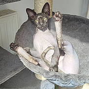 Shiva a rejoint le concours — aidez-le/la à gagner de superbes lots ! sphynx_cat, cat, hairless_cat, pet, indoor, cat_hammock, gray, sunlight, relaxed, paw, feline, animal, cute, cozy, raised_leg, resting, pet_furniture, home, playful, curious