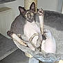 sphynx_cat, cat, hairless_cat, pet, indoor, cat_hammock, gray, sunlight, relaxed, paw, feline, animal, cute, cozy, raised_leg, resting, pet_furniture, home, playful, curious