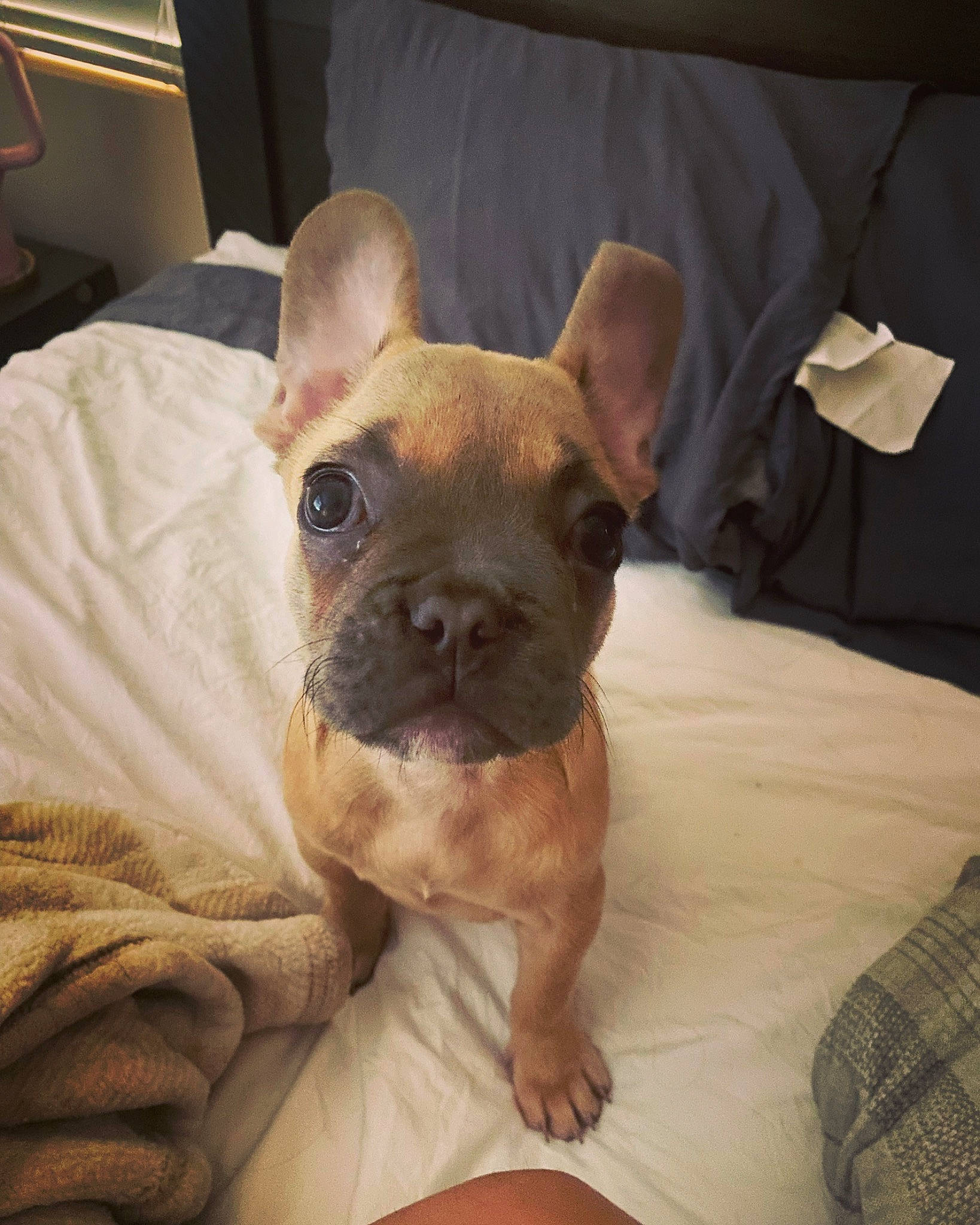 Fern joined the competition — help win amazing prizes! bulldog, canidae, carnivore, comfort, companion_dog, dog, dog_breed, ear, fawn, felidae, french_bulldog, fur, pug, snout, sporting_group, terrestrial_animal, toy_dog, whiskers, working_animal, wrinkle