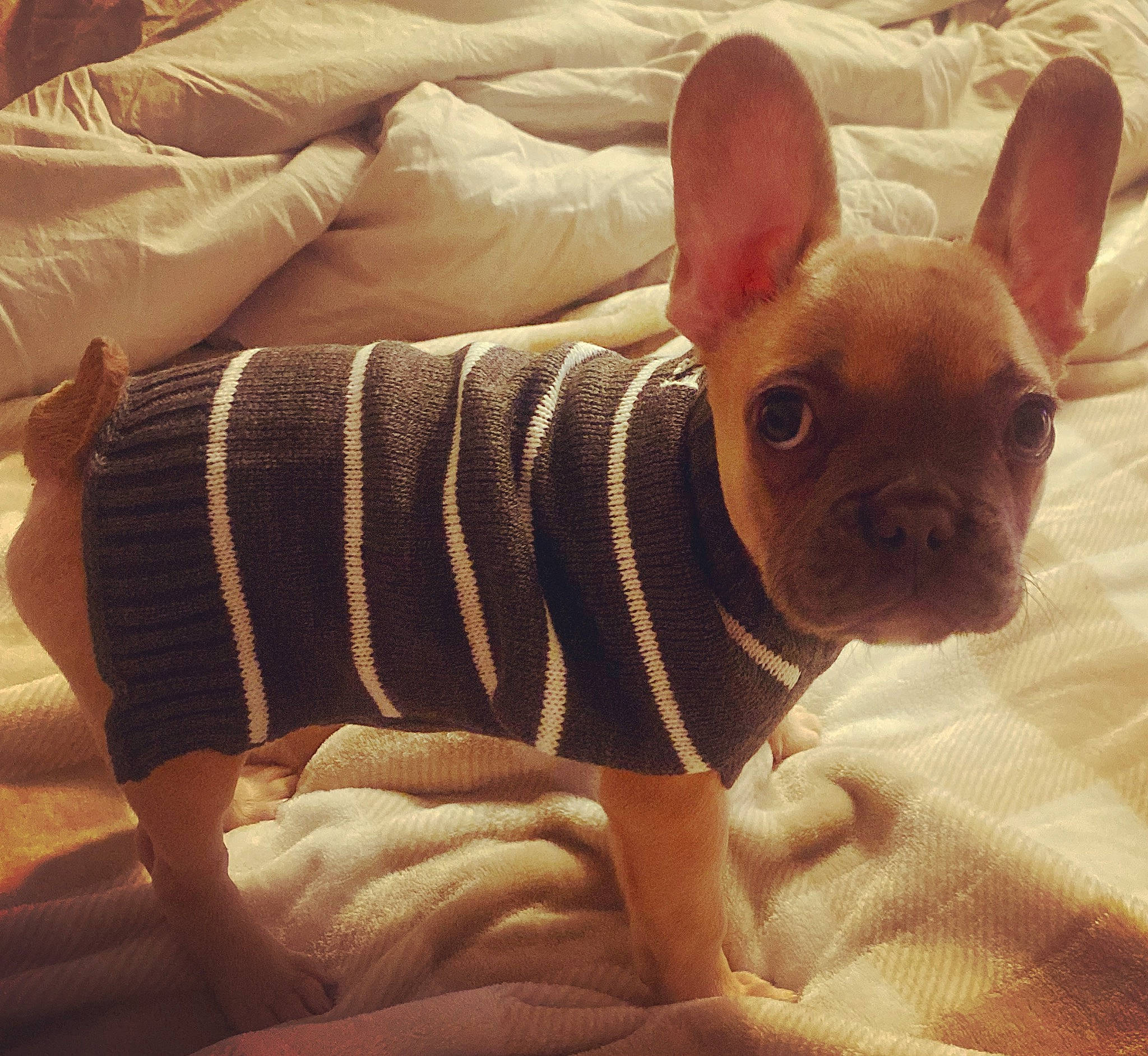 Fern is registered to the contest to win money with this photo: canidae, carnivore, comfort, companion_dog, corgi_chihuahua, dog, dog_breed, ear, eye, fawn, human_body, linens, non_sporting_group, sleeve, snout, sporting_group, terrestrial_animal, toy_dog, whiskers, working_animal