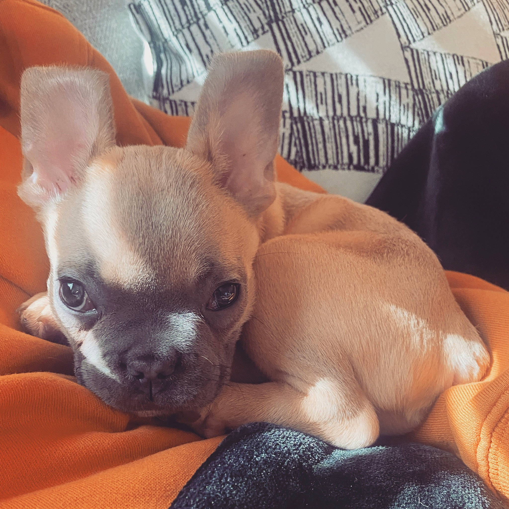 Fern is registered to the contest to win money with this photo: canidae, carnivore, chihuahua, comfort, companion_dog, couch, dog, dog_breed, dog_supply, ear, fawn, fur, head, puppy_love, snout, sporting_group, terrestrial_animal, toy_dog, whiskers, working_animal