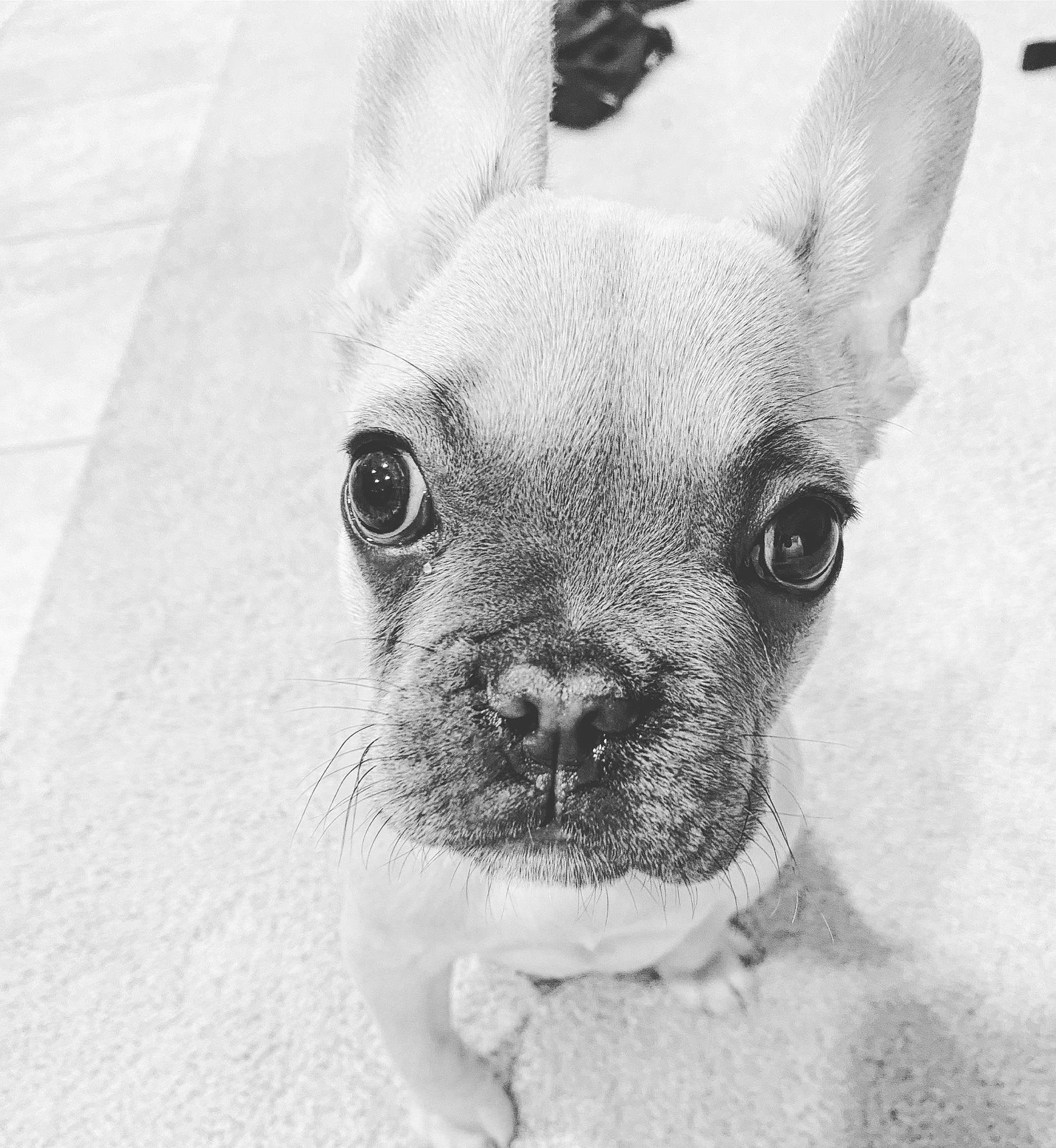 Fern is registered to the contest to win money with this photo: ancient_dog_breeds, canidae, carnivore, chihuahua, companion_dog, dog, dog_breed, ear, fawn, fur, head, monochrome, monochrome_photography, non_sporting_group, puppy, snout, terrestrial_animal, toy_dog, whiskers, working_animal