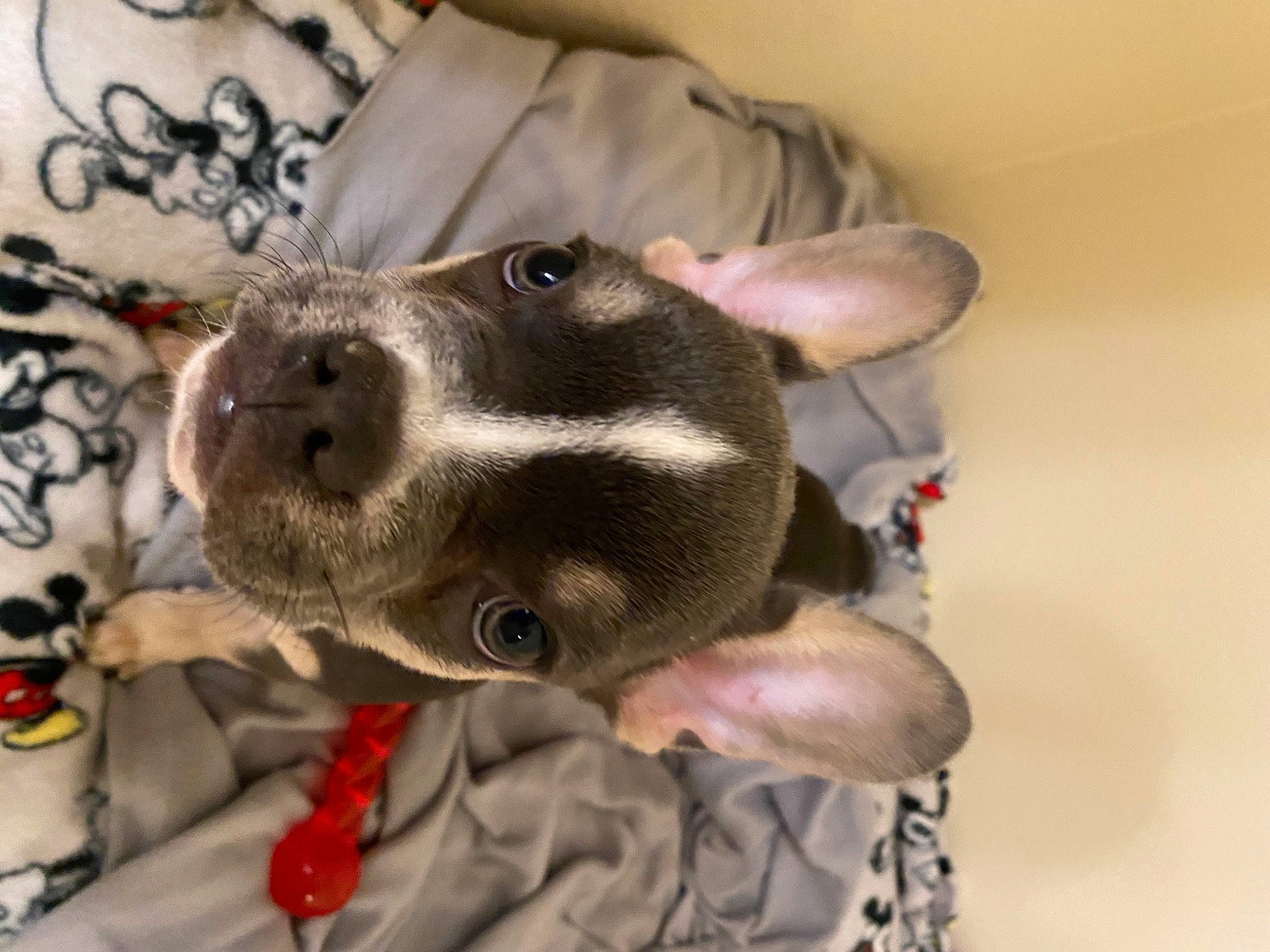 Stetson is registered to the contest to win money with this photo: carnivore, collar, comfort, companion_dog, dog, dog_breed, dog_collar, ear, fashion_accessory, fawn, felidae, fur, gesture, guard_dog, leash, selfie, snout, sporting_group, whiskers, working_animal