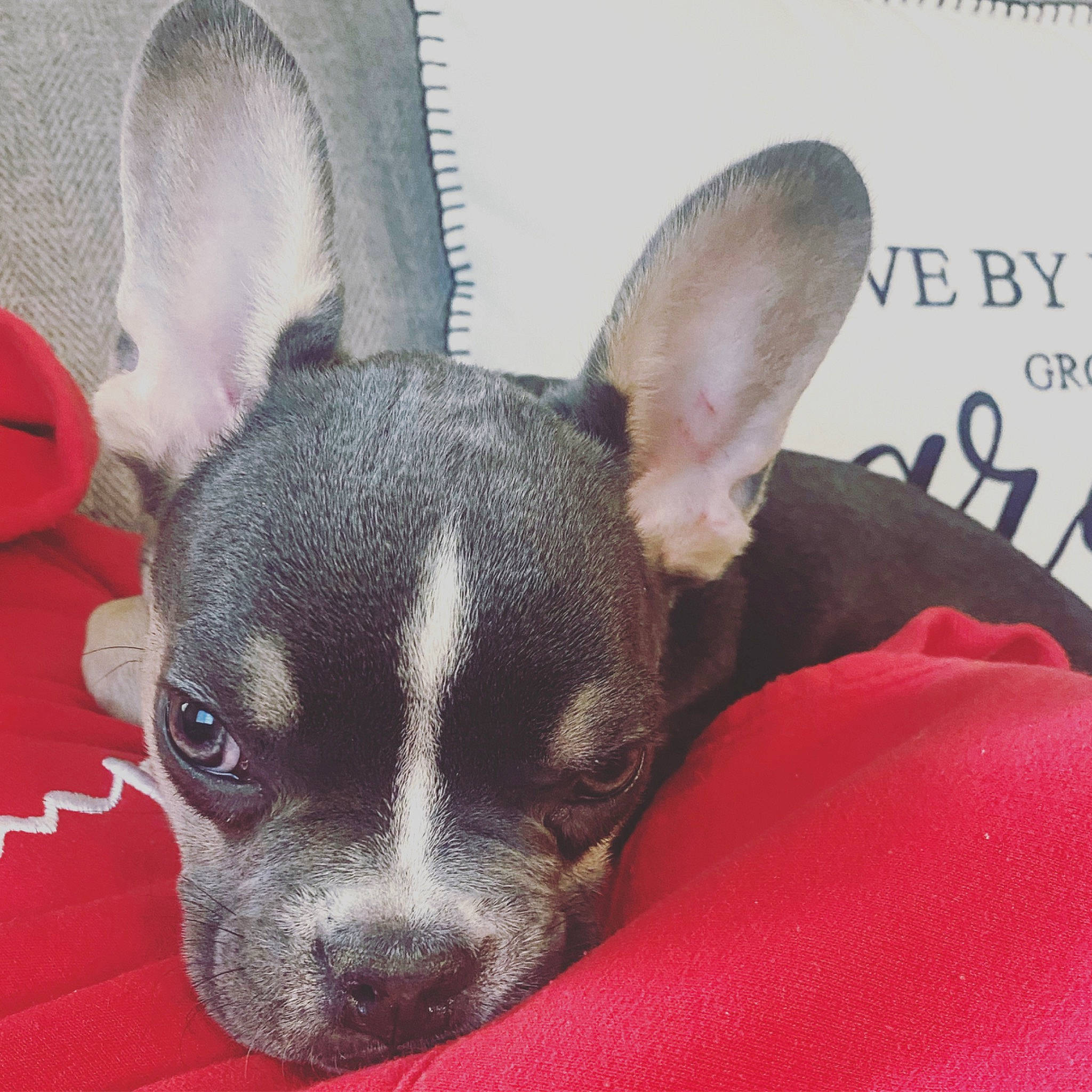 Stetson is registered to the contest to win money with this photo: canidae, carmine, carnivore, chihuahua, comfort, companion_dog, corgi_chihuahua, dog, dog_breed, dog_supply, ear, fawn, fur, liver, paw, russkiy_toy, snout, toy_dog, whiskers, working_animal