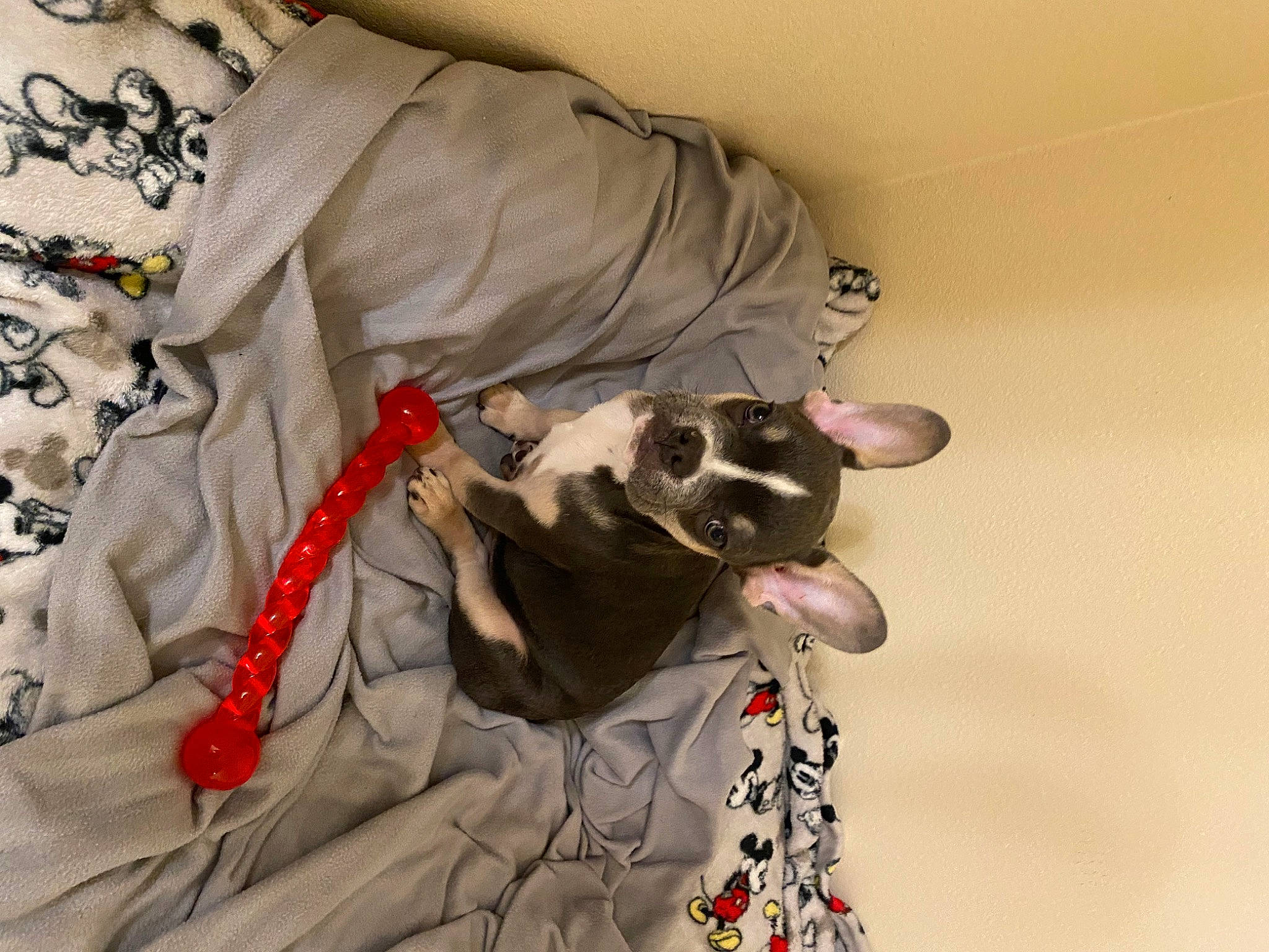 Stetson is registered to the contest to win money with this photo: canidae, carmine, carnivore, comfort, companion_dog, dog, dog_breed, dog_supply, eyewear, fashion_design, fawn, felidae, fur, linens, pattern, sleeve, snout, sporting_group, sunglasses, whiskers