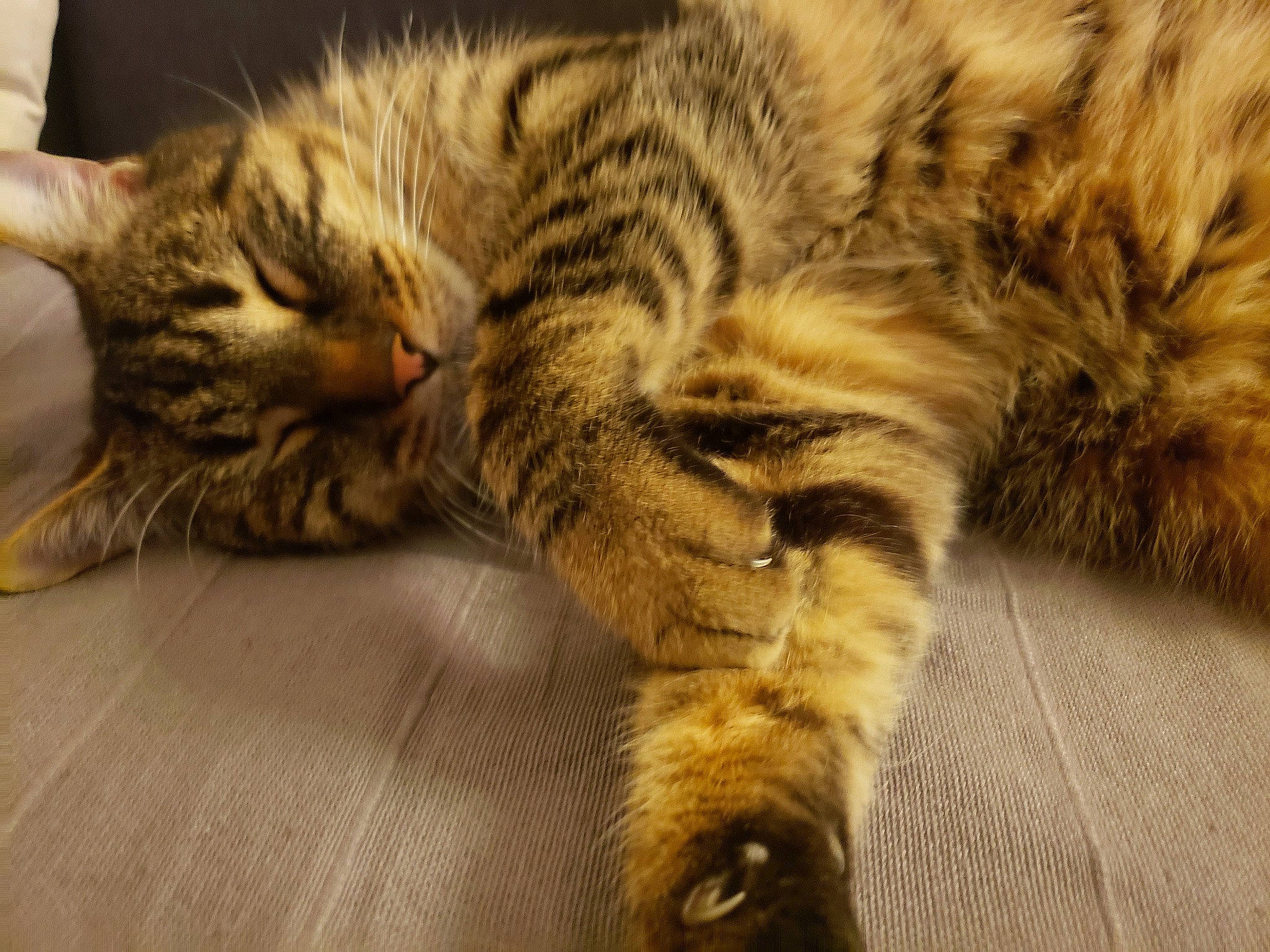 Marley participe au concours pour gagner de l'argent avec cette photo : brown, carnivore, cat, claw, close_up, comfort, domestic_short_haired_cat, felidae, fur, paw, small_to_medium_sized_cats, snout, tail, terrestrial_animal, whiskers, wildlife