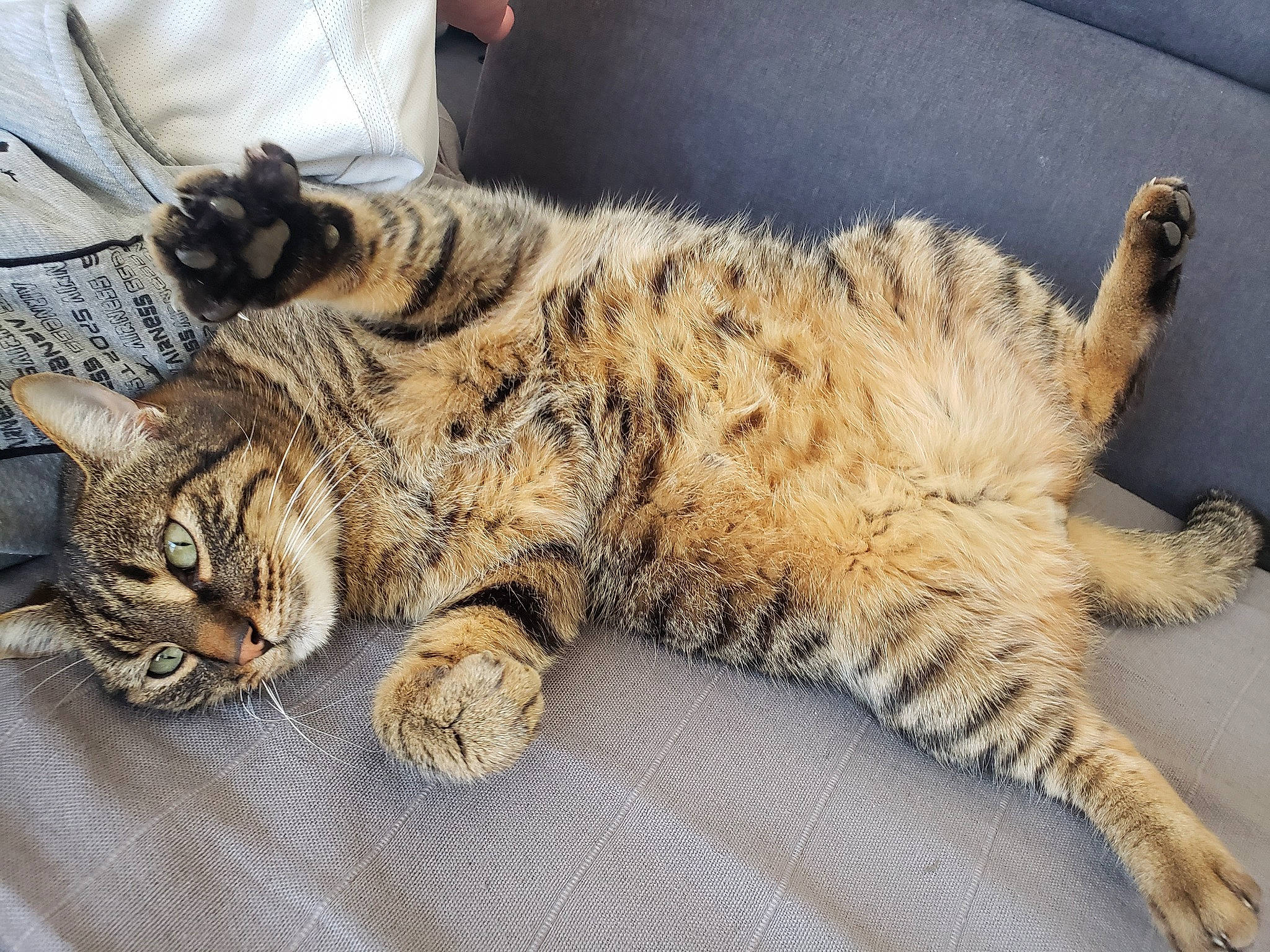 Marley a rejoint le concours — aidez-le/la à gagner de superbes lots ! carnivore, cat, claw, comfort, domestic_short_haired_cat, felidae, fur, nap, paw, small_to_medium_sized_cats, snout, tail, terrestrial_animal, whiskers, wildlife