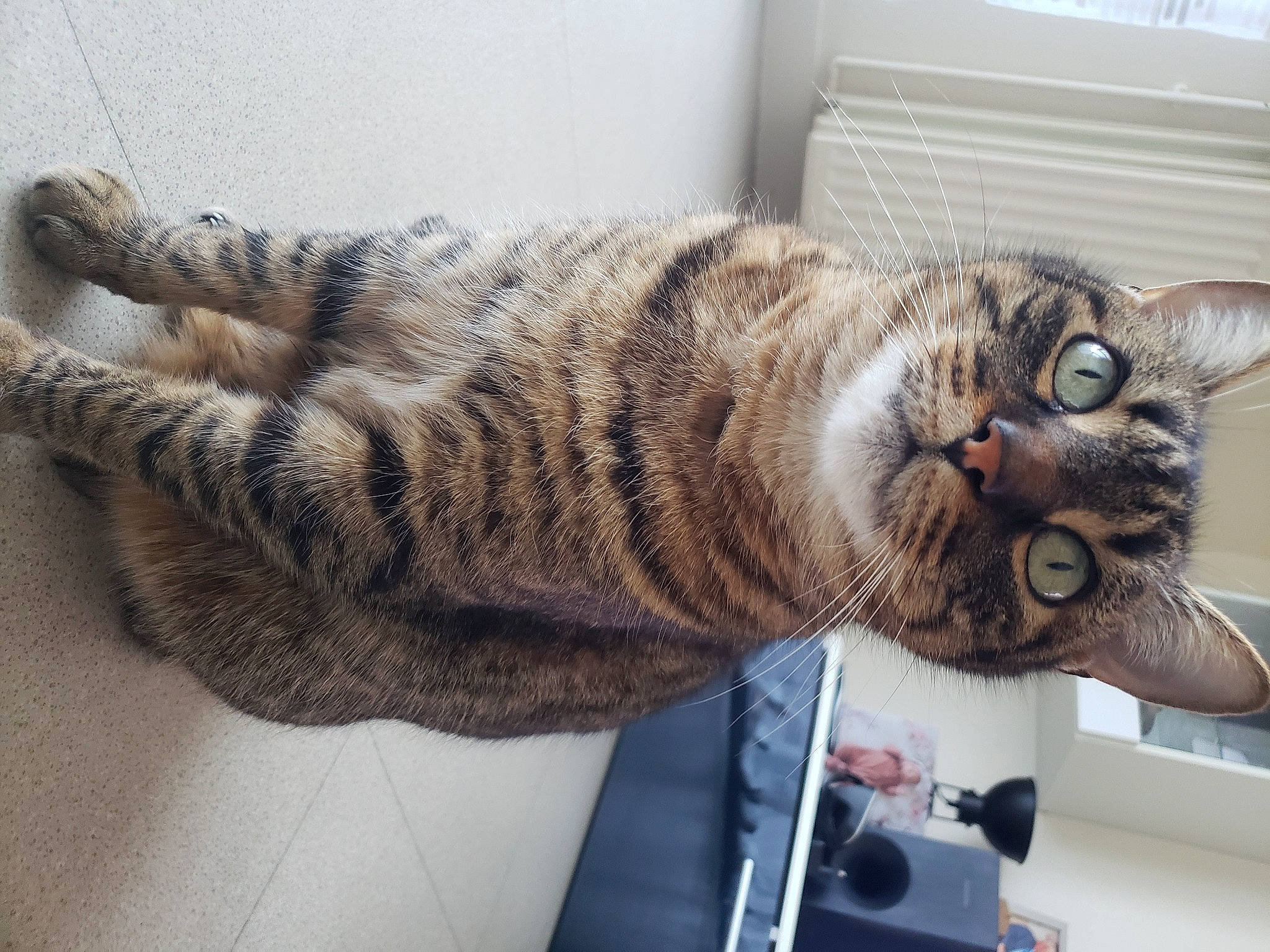 Marley participe au concours pour gagner de l'argent avec cette photo : carnivore, cat, claw, comfort, domestic_short_haired_cat, felidae, fur, mammal, metal, military_camouflage, paw, small_to_medium_sized_cats, snout, tail, terrestrial_animal, vertebrate, whiskers, window