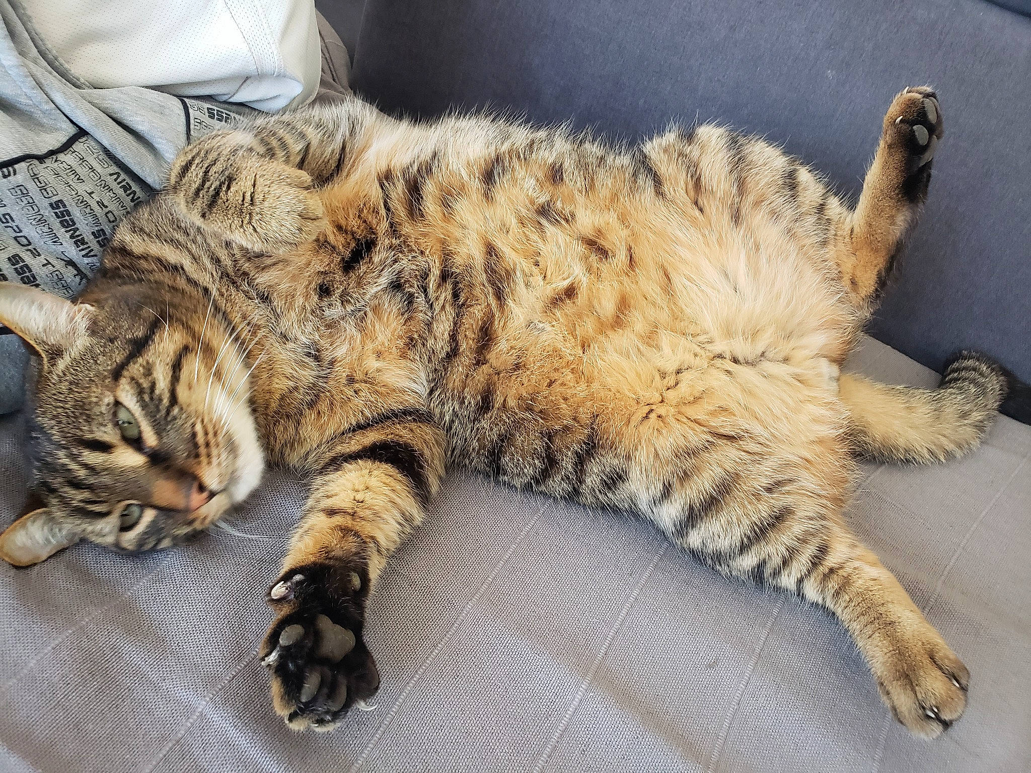 Marley a rejoint le concours — aidez-le/la à gagner de superbes lots ! carnivore, cat, claw, comfort, domestic_short_haired_cat, felidae, fur, nap, paw, sleep, small_to_medium_sized_cats, snout, tail, terrestrial_animal, whiskers, wildlife