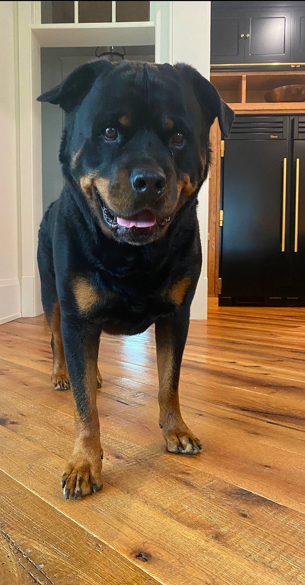 Max joined the competition — help win amazing prizes! borador, canidae, carnivore, collar, companion_dog, dog, dog_breed, dog_collar, door, fawn, flooring, fur, liver, rottweiler, snout, sporting_group, terrestrial_animal, whiskers, wood, working_animal
