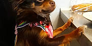 Olga Chihuahua participe au concours pour gagner de l'argent avec cette photo : carnivoran, chihuahua, companion_dog, dog, dog_breed, dog_like_mammal, ear, puppy, russkiy_toy, snout