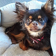 Olga Chihuahua participe au concours pour gagner de l'argent avec cette photo : canidae, carnivore, chihuahua, chinese_imperial_dog, companion_dog, dog, dog_breed, fawn, liver, mammal, puppy, rare_breed_dog, russkiy_toy, skin, snout, sporting_group, toy_dog, vertebrate