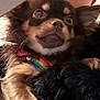 Olga Chihuahua a rejoint le concours — aidez-le/la à gagner de superbes lots ! carnivoran, companion_dog, dog, dog_breed, dog_breed_group, dog_like_mammal, fur, pomeranian, puppy, snout