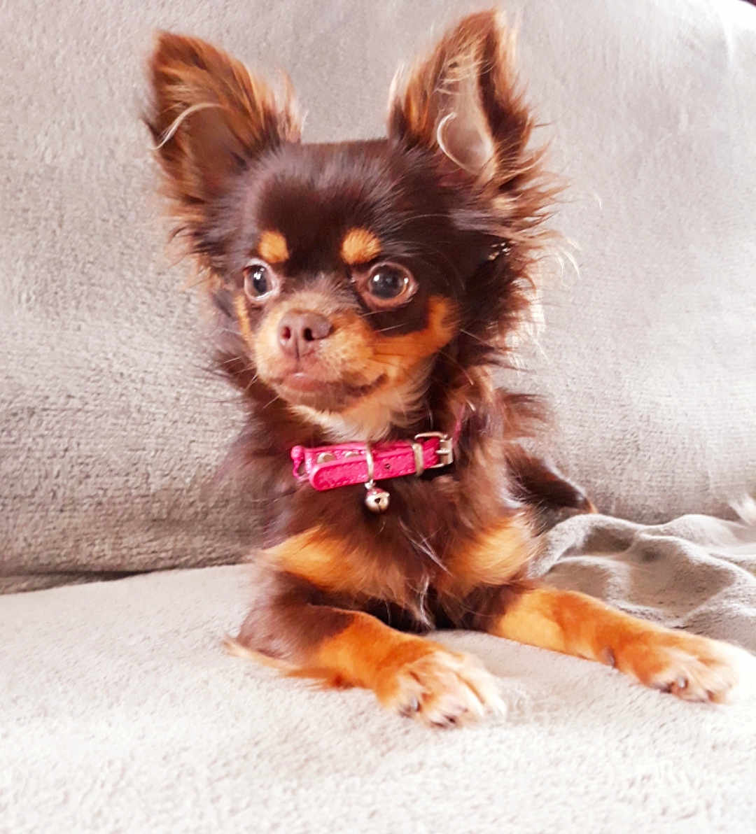 Olga Chihuahua participe au concours pour gagner de l'argent avec cette photo : carnivoran, chihuahua, companion_dog, dog, dog_breed, dog_breed_group, dog_like_mammal, ear, puppy, russkiy_toy, snout, toy_dog