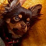 Olga Chihuahua a rejoint le concours — aidez-le/la à gagner de superbes lots ! canidae, carnivore, chihuahua, companion_dog, dog, dog_breed, fawn, mammal, pomeranian, puppy, russkiy_toy, snout, toy_dog