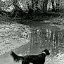 Jade a rejoint le concours — aidez-le/la à gagner de superbes lots ! black, black_and_white, dog, dog_breed_group, dog_like_mammal, monochrome, monochrome_photography, river, snout, tree, water