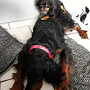 Jade a rejoint le concours — aidez-le/la à gagner de superbes lots ! carnivoran, dog, dog_breed, dog_breed_group, dog_like_mammal, puppy, sporting_group, vulnerable_native_breeds