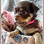 Olympe Petite Chihuaha Chocolat participe au concours pour gagner de l'argent avec cette photo : carnivoran, chihuahua, companion_dog, dog, dog_breed, dog_breed_group, dog_like_mammal, puppy, puppy_love, snout, toy_dog