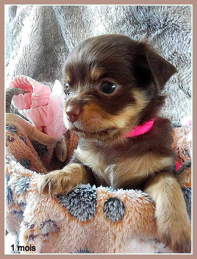 Olympe Petite Chihuaha Chocolat