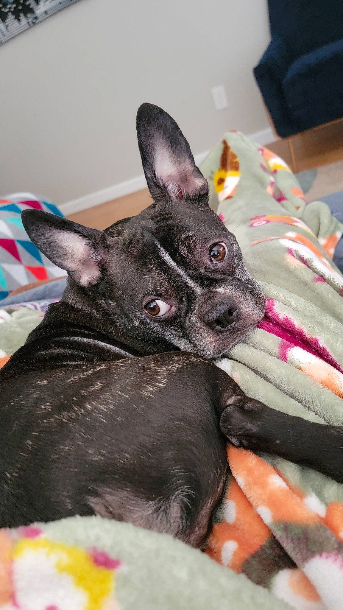 Leo joined the competition — help win amazing prizes! canidae, carnivore, comfort, companion_dog, dog, dog_breed, ear, fawn, non_sporting_group, snout, sporting_group, terrestrial_animal, toy_dog, whiskers, working_animal