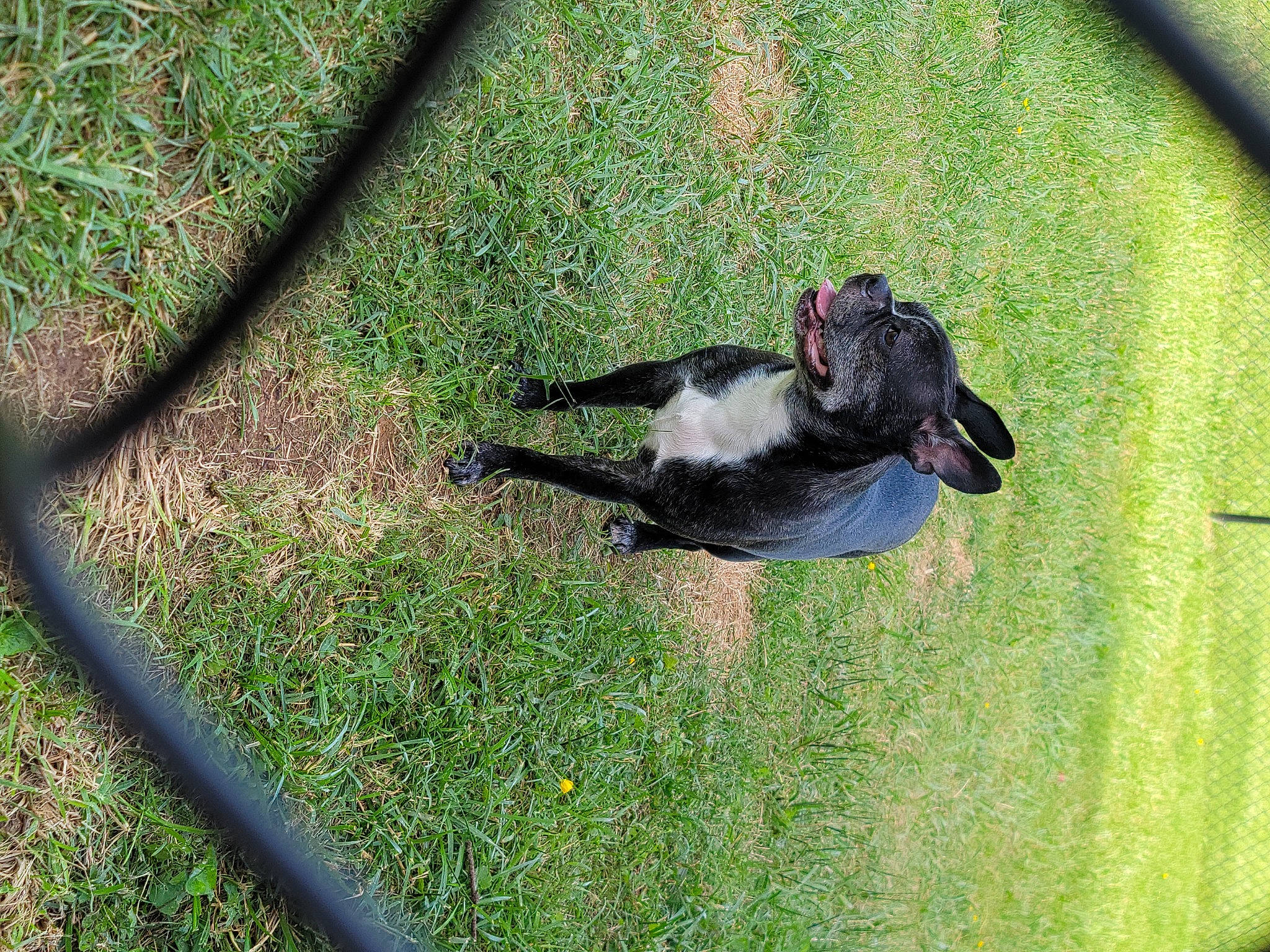 Leo joined the competition — help win amazing prizes! _geese_and_swans, beak, canidae, carnivore, companion_dog, dog, dog_breed, duck, ducks, grass, groundcover, guard_dog, lawn, pasture, plant, shadow, shrub, sporting_group, tail, tree