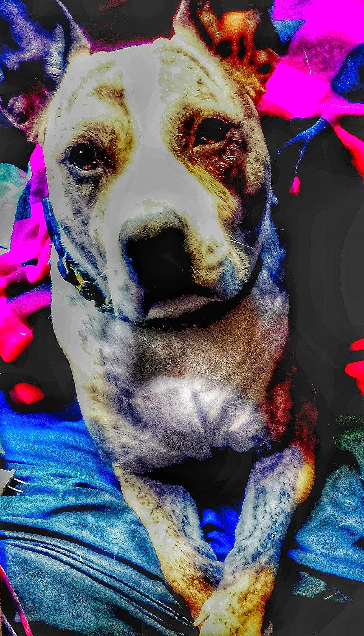 Karma is registered to the contest to win money with this photo: art, carnivore, collar, companion_dog, dog, dog_breed, dog_collar, dog_supply, electric_blue, fur, happy, leash, magenta, non_sporting_group, pet_supply, snout, street_dog, whiskers, working_animal, working_dog