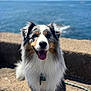 dog, australian_shepherd, animal, pet, happy, tongue_out, fur, sitting, outdoor, sea, sky, rock, nature, canine, portrait, sunlight, water, blurred_background, collar, smiling