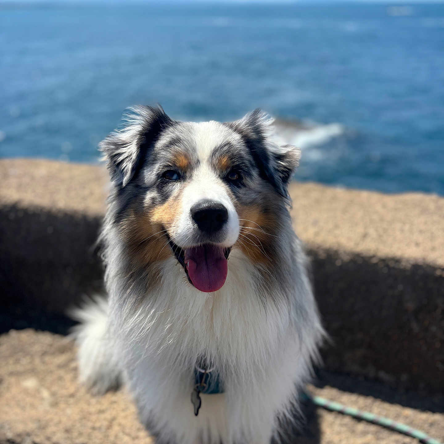 Tao a rejoint le concours — aidez-le/la à gagner de superbes lots ! animal, australian_shepherd, blurred_background, canine, collar, dog, fur, happy, nature, outdoor, pet, portrait, rock, sea, sitting, sky, smiling, sunlight, tongue_out, water