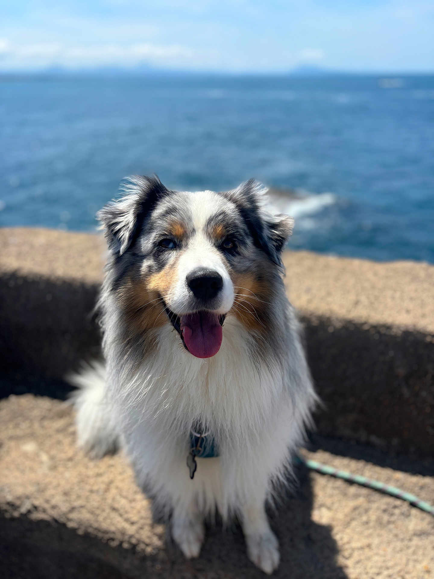Tao a rejoint le concours — aidez-le/la à gagner de superbes lots ! dog, australian_shepherd, animal, pet, happy, tongue_out, fur, sitting, outdoor, sea, sky, rock, nature, canine, portrait, sunlight, water, blurred_background, collar, smiling
