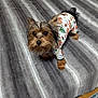 Maddy joined the competition — help win amazing prizes! adorable, alert, animal, bed, blanket, carpet, clothing, companion, cute, dog, ears_up, fur, gray, indoor, looking_up, pajamas, pet, small_dog, striped, wooden_floor