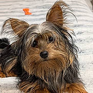 Maddy is registered to the contest to win money with this photo: animal, bed, canine, closeup, companion, cute, dog, domestic, ears, fluffy, friendly, fur, furry, indoor, laying, pet, portrait, relaxed, resting, toy