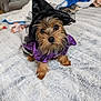 dog, costume, witch_hat, purple_clothing, pet, small_dog, fluffy_blanket, indoor, cute, animal, brown_fur, black_hat, bedroom, looking_up, furry, portrait, domestic_animal, toy, pet_clothing, adorable