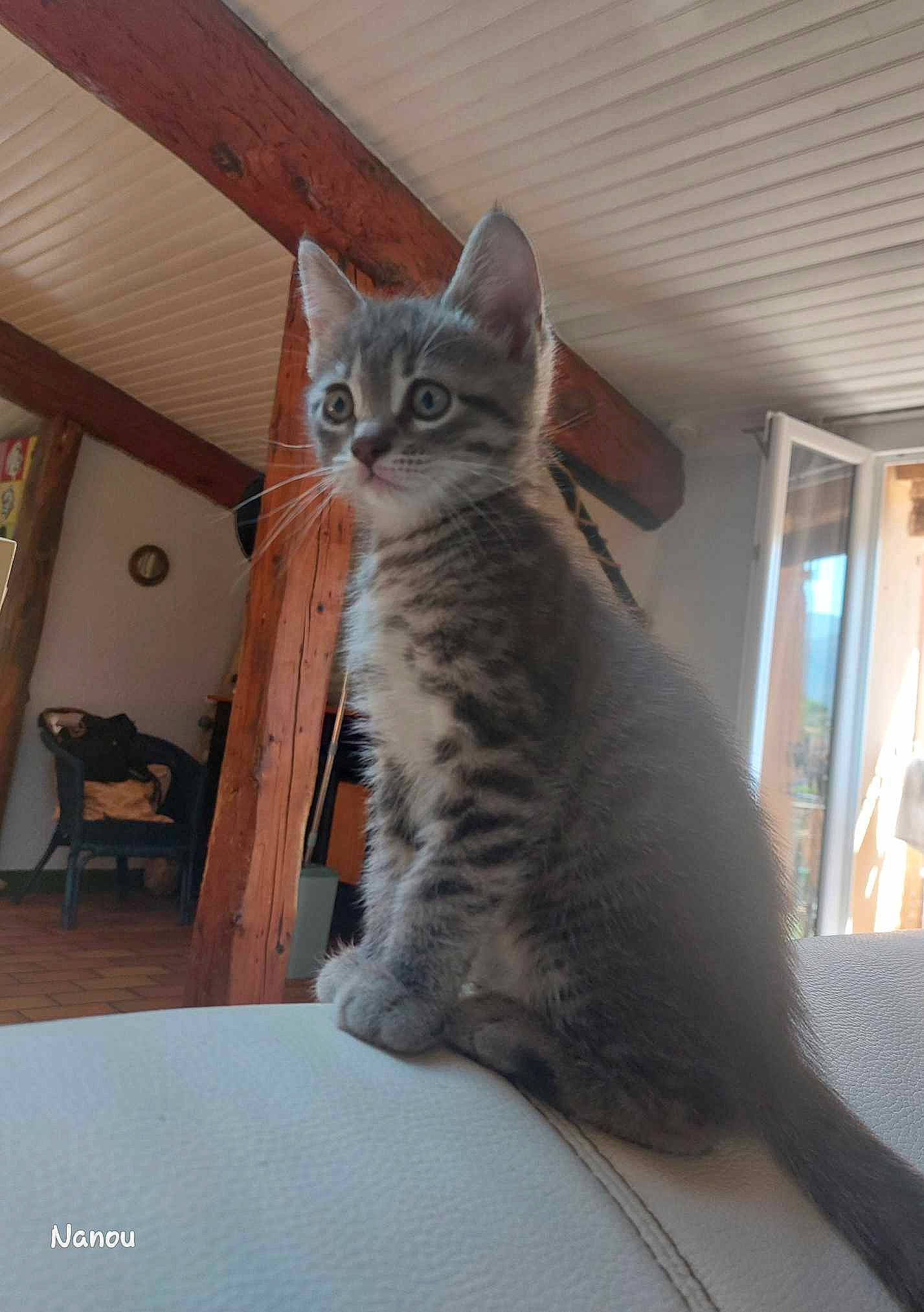 Sweet participe au concours pour gagner de l'argent avec cette photo : carnivore, cat, chair, comfort, curtain, domestic_short_haired_cat, door, felidae, fur, grey, hardwood, paw, sitting, small_to_medium_sized_cats, snout, tail, terrestrial_animal, whiskers, window, wood