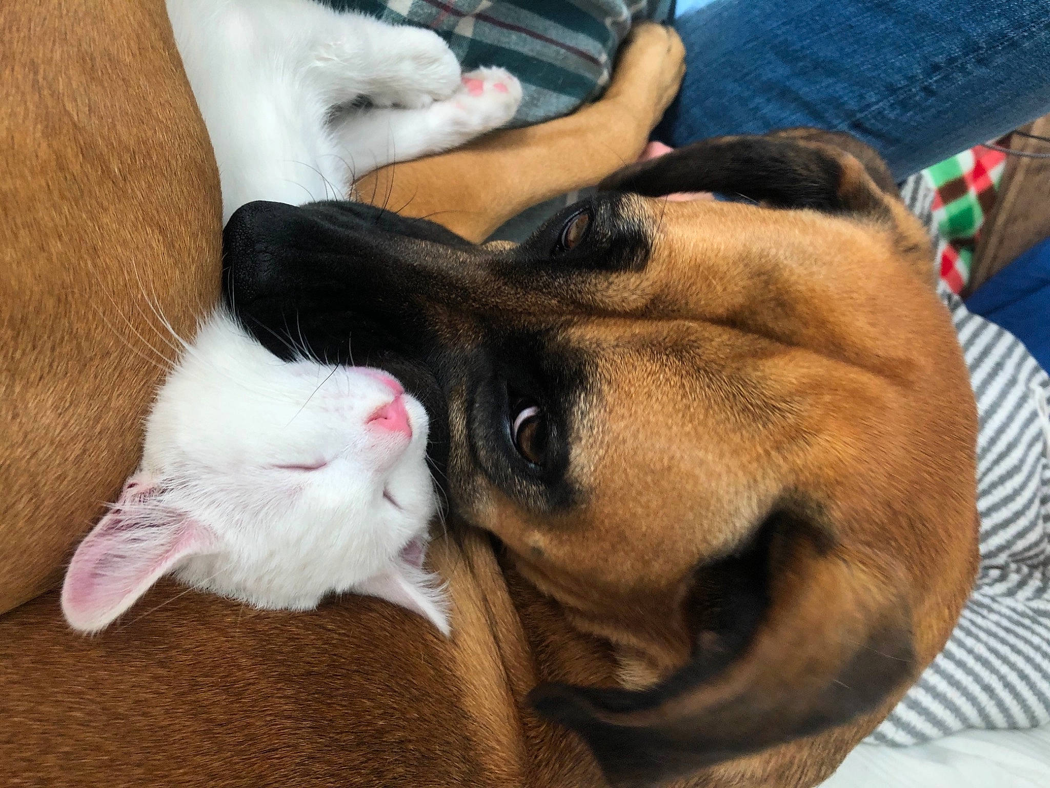 Penny is registered to the contest to win money with this photo: canidae, carnivore, cat, collar, comfort, companion_dog, dog, dog_breed, domestic_short_haired_cat, ear, fawn, felidae, fur, human_leg, paw, small_to_medium_sized_cats, snout, sporting_group, tail, whiskers