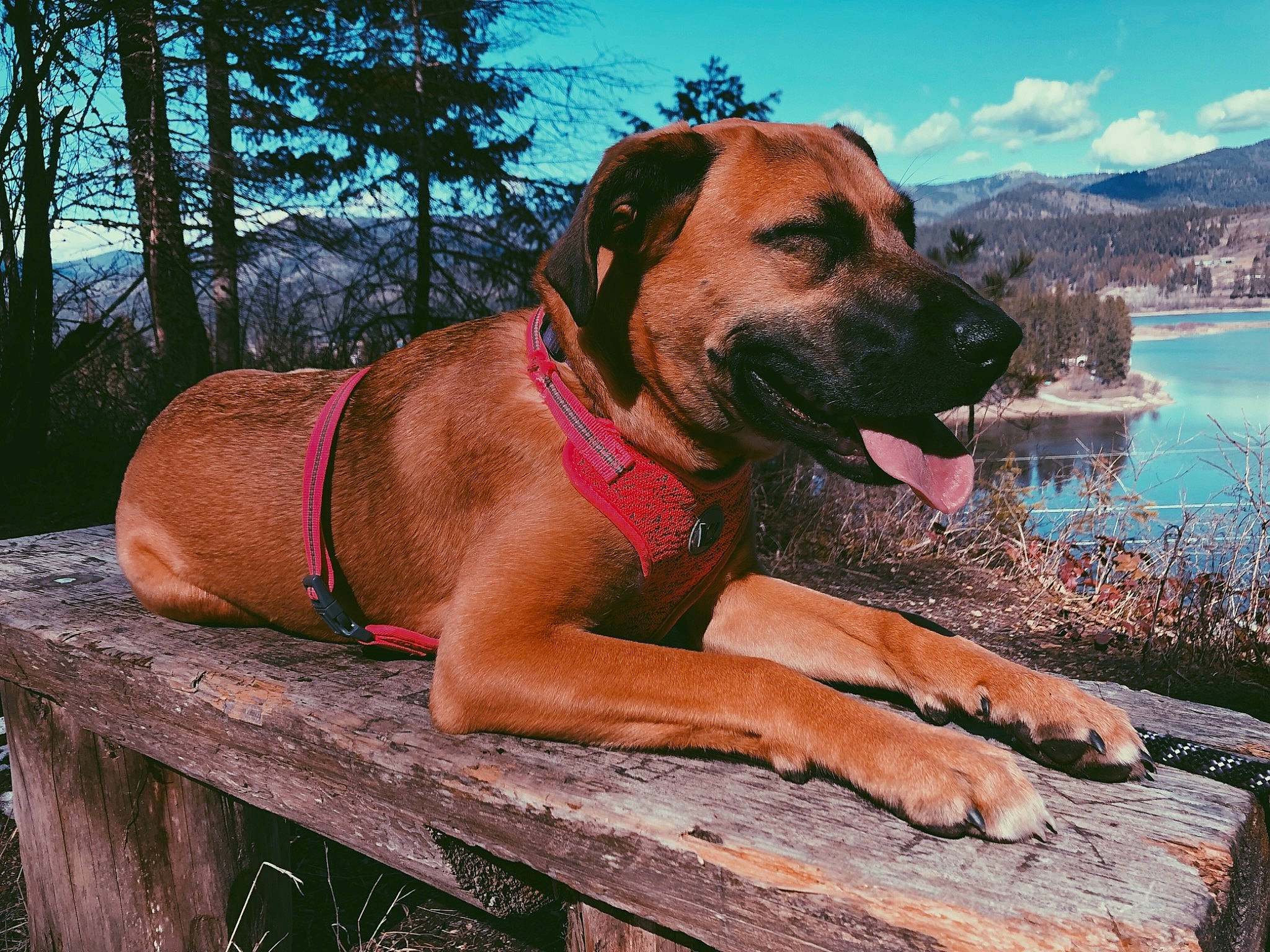 Penny joined the competition — help win amazing prizes! canidae, carnivore, cloud, collar, dog, dog_breed, dog_collar, dog_supply, fawn, lake, landscape, pet_supply, plant, sky, snout, sporting_group, tree, water, wood, working_animal