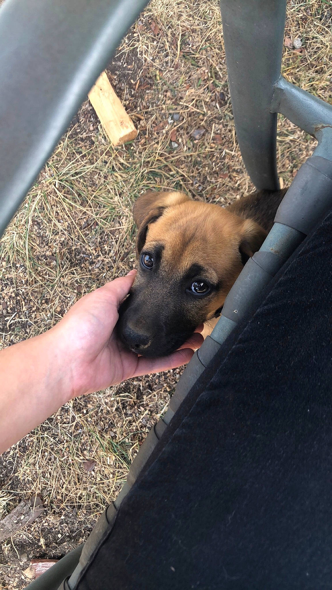 Penny is registered to the contest to win money with this photo: carnivore, companion_dog, dog, dog_breed, dog_collar, fur, guard_dog, non_sporting_group, paw, pet_supply, plant, puppy, snout, street_dog, terrestrial_animal, whiskers, working_animal, working_dog