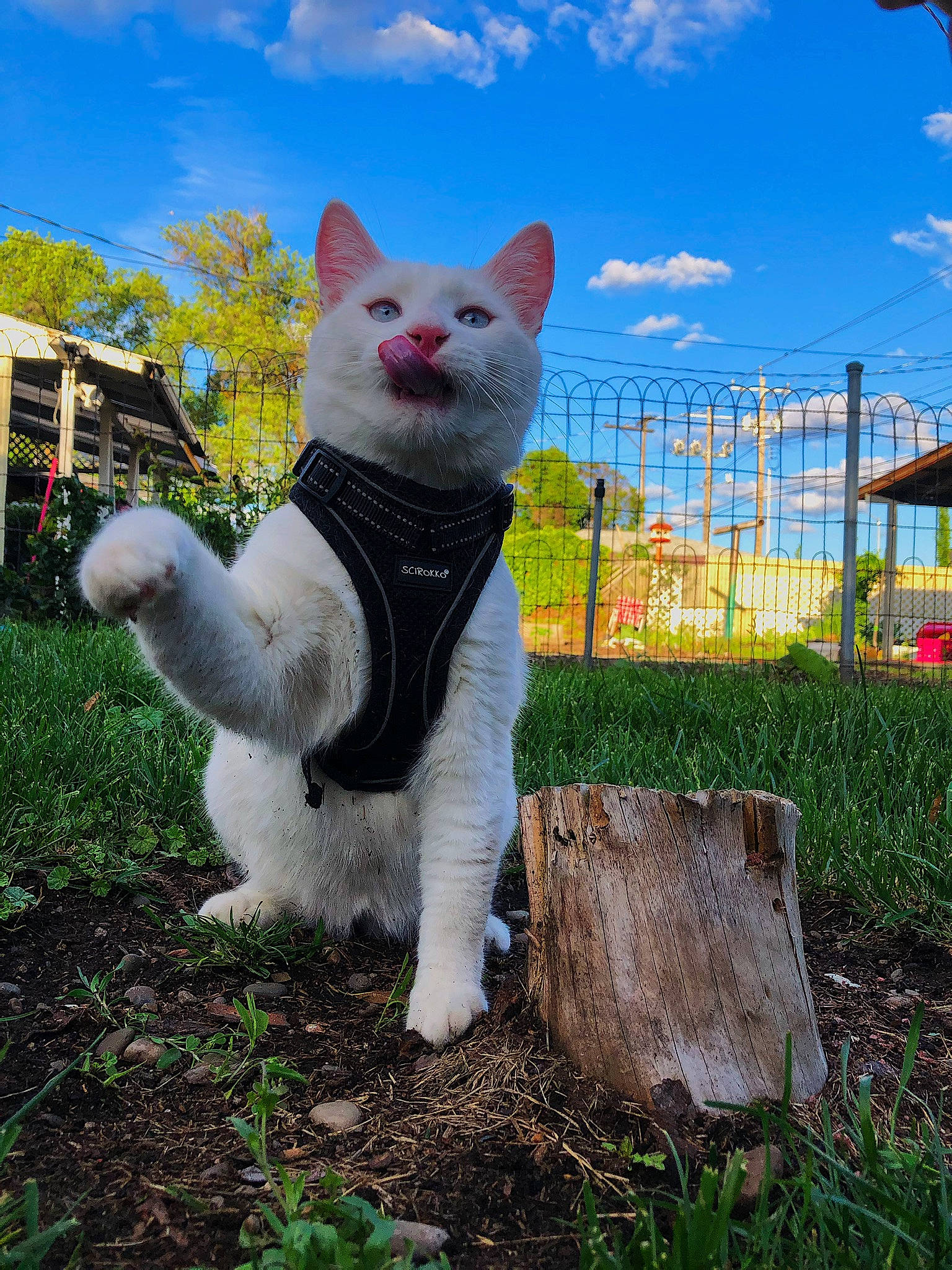 Asher is registered to the contest to win money with this photo: art, carnivore, cat, cloud, companion_dog, cone, fawn, felidae, fur, grass, lawn_ornament, plant, sculpture, sky, small_to_medium_sized_cats, snout, tail, terrestrial_animal, tree, whiskers