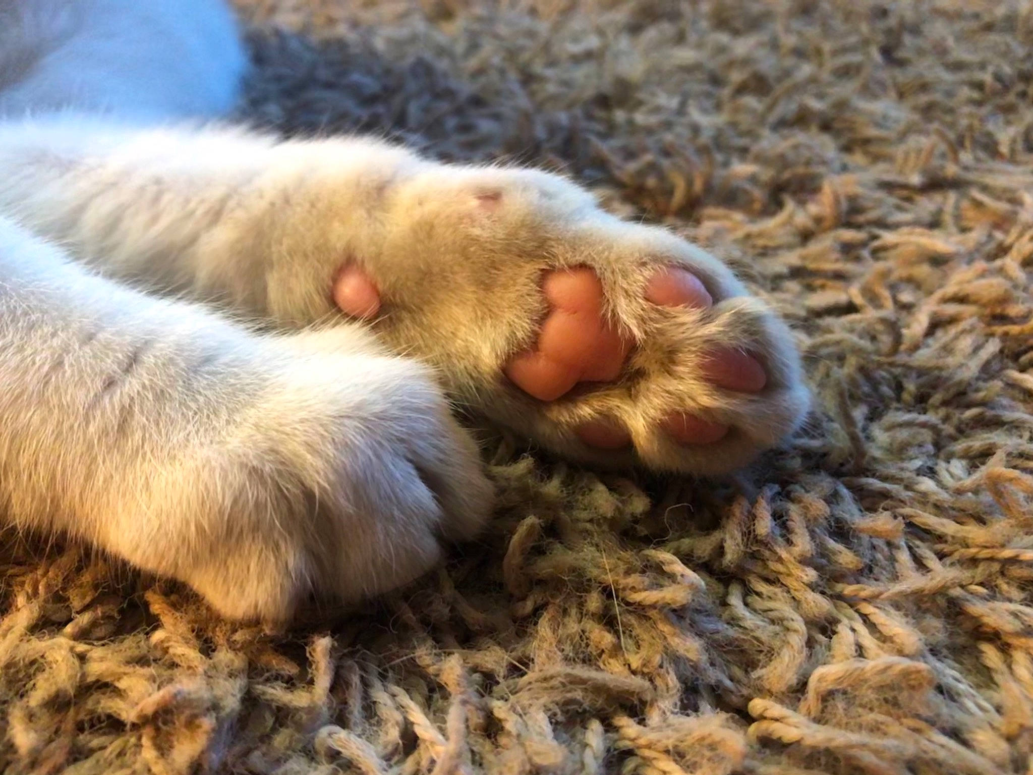 Asher is registered to the contest to win money with this photo: canidae, cat, claw, fawn, felidae, fur, grass, paw, small_to_medium_sized_cats, snout, soil, sporting_group, terrestrial_animal, whiskers, wildlife, wood