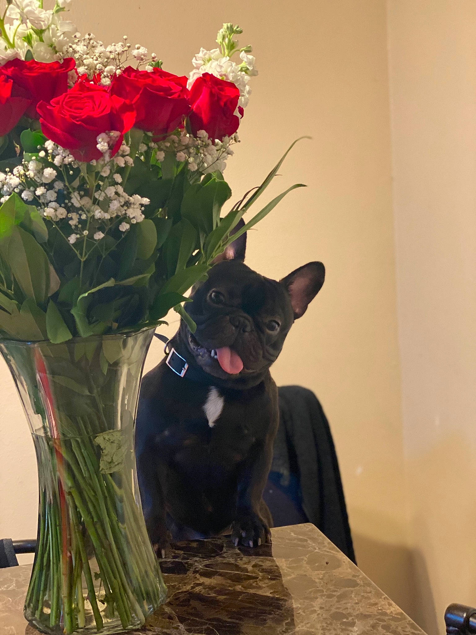 Enzo is registered to the contest to win money with this photo: art, artificial_flower, bouquet, canidae, carnivore, cat, felidae, floral_design, floristry, flower, flower_arranging, french_bulldog, ikebana, plant, small_to_medium_sized_cats, vase, whiskers