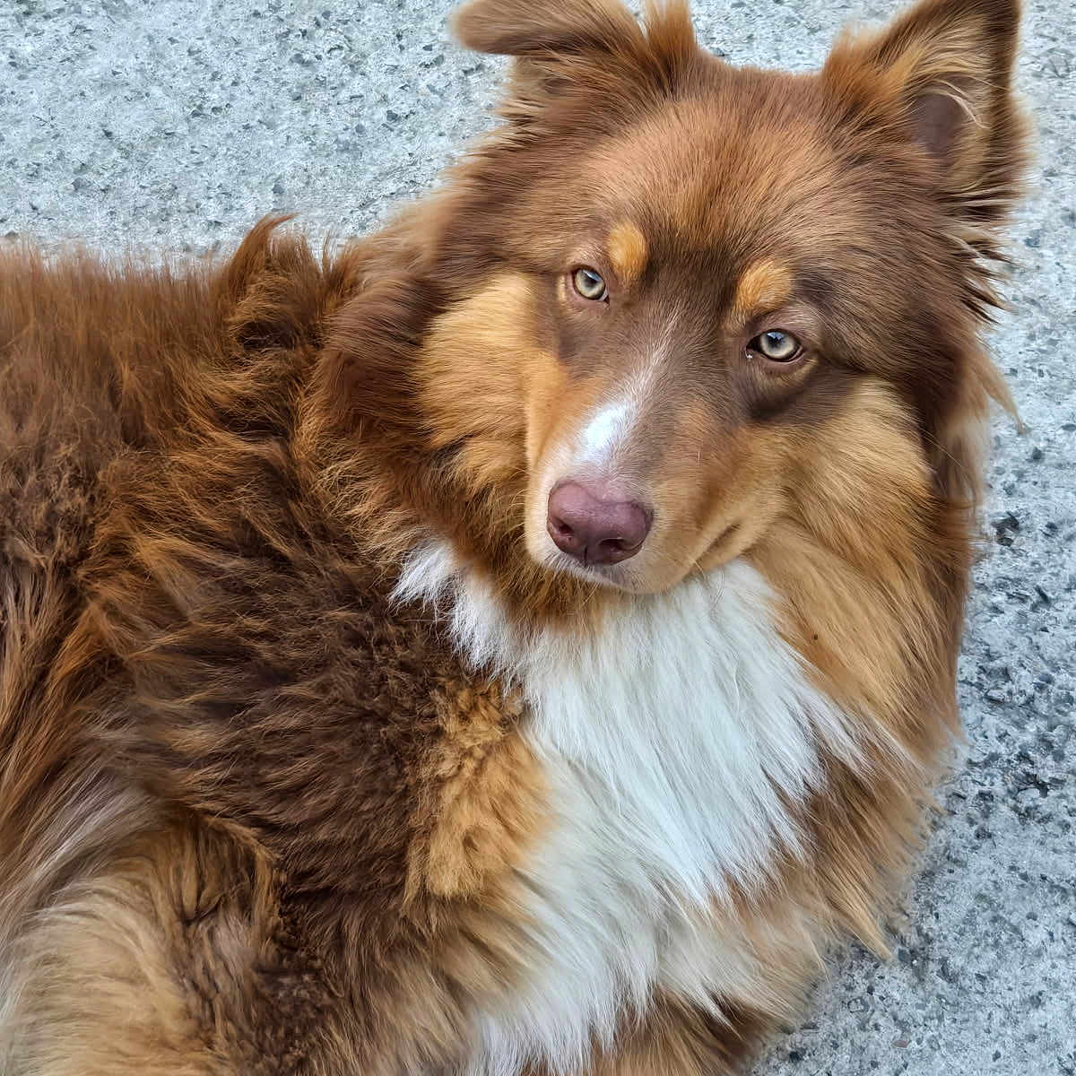 Asko