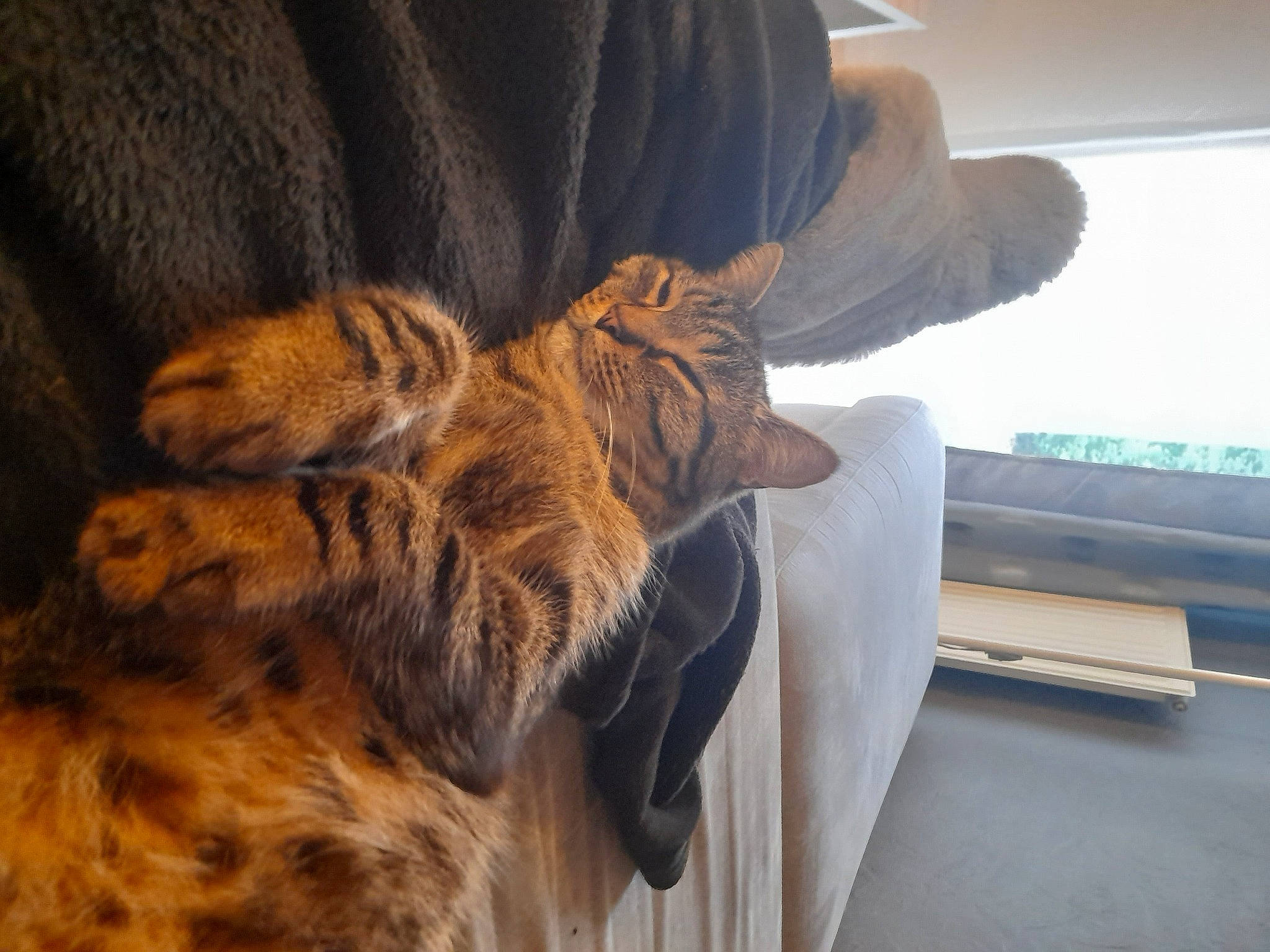 Big Mac a rejoint le concours — aidez-le/la à gagner de superbes lots ! big_cats, carnivore, cat, claw, comfort, domestic_short_haired_cat, fawn, felidae, flooring, fur, hardwood, human_leg, paw, small_to_medium_sized_cats, snout, tail, terrestrial_animal, whiskers, wildlife, wood